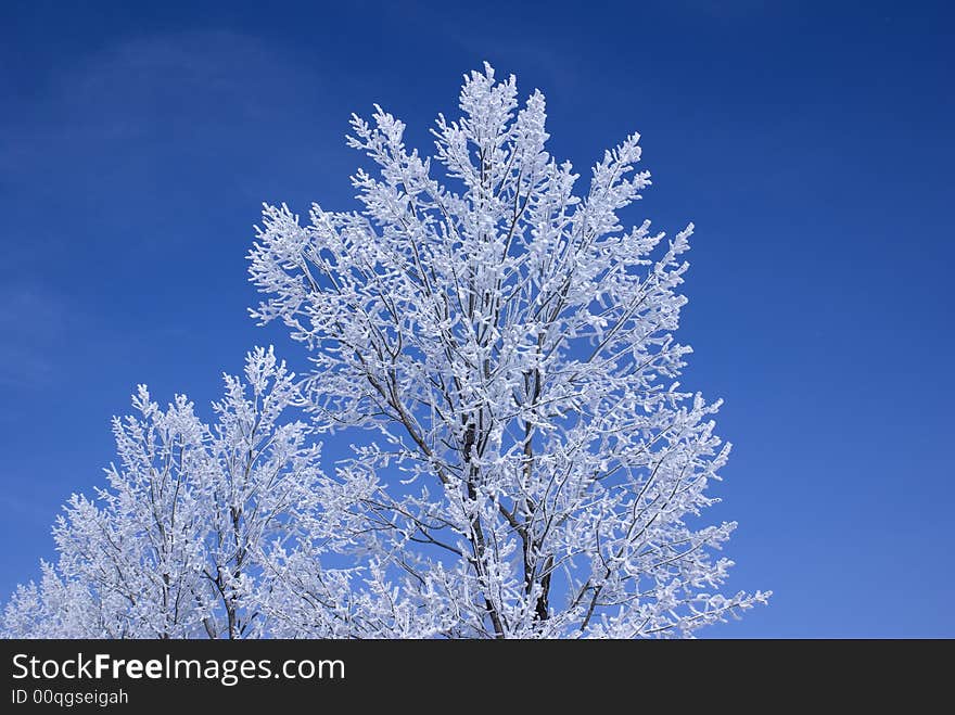 Frozen trees on road to krushuna