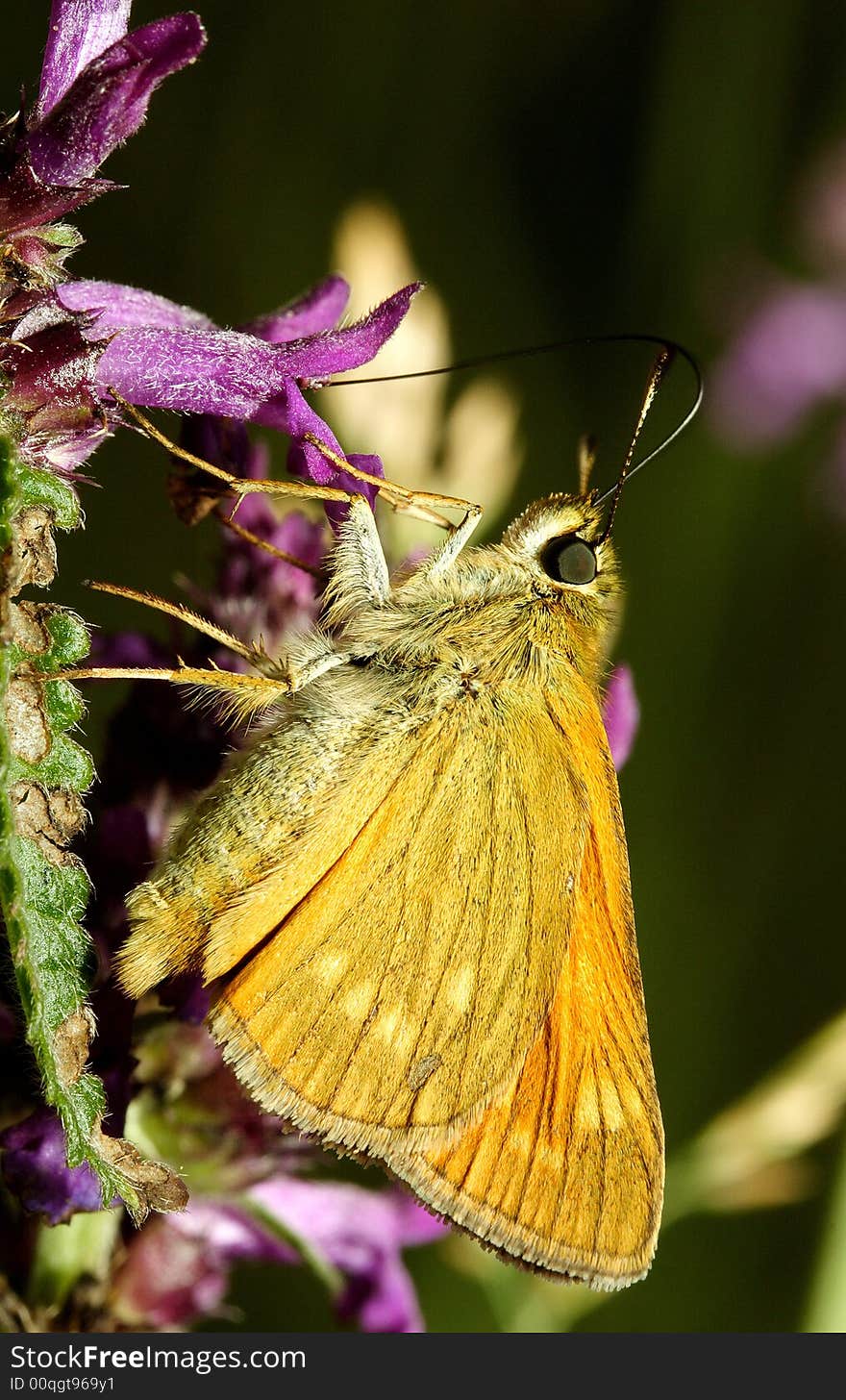 Feeding of an orange butterfly