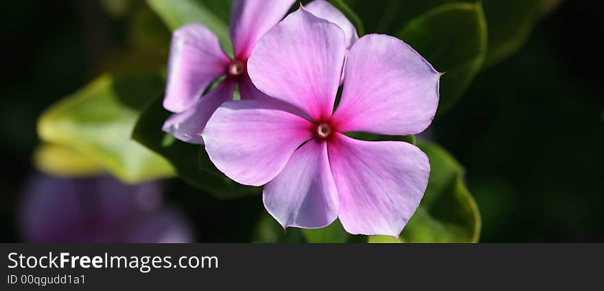 Purple flowers on wide canvas. Purple flowers on wide canvas