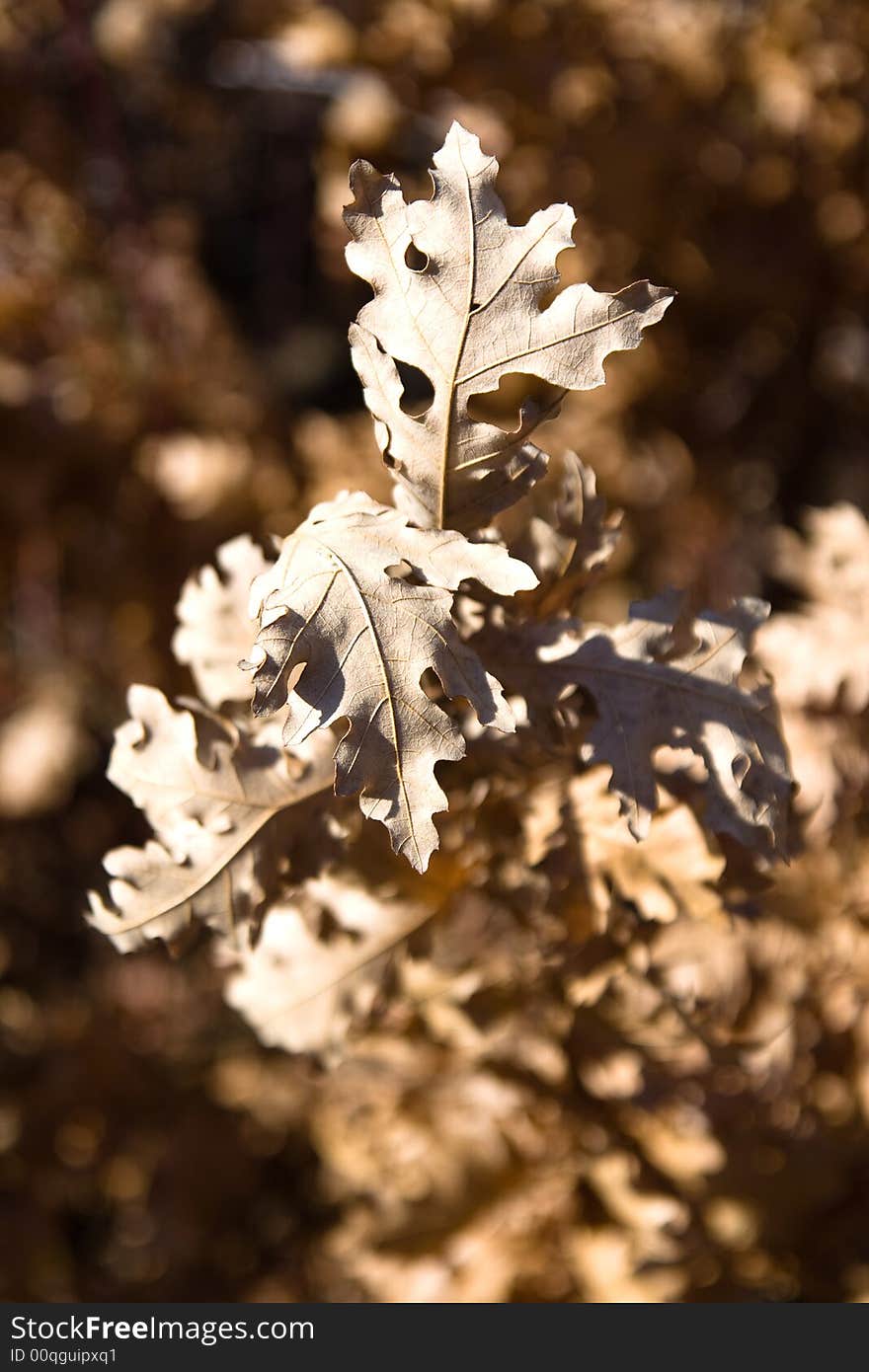 Dried leaves