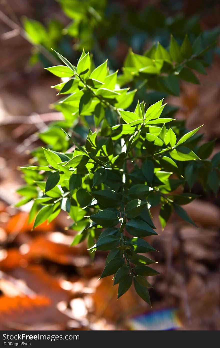 Single green plant lighten by the sun macro close up