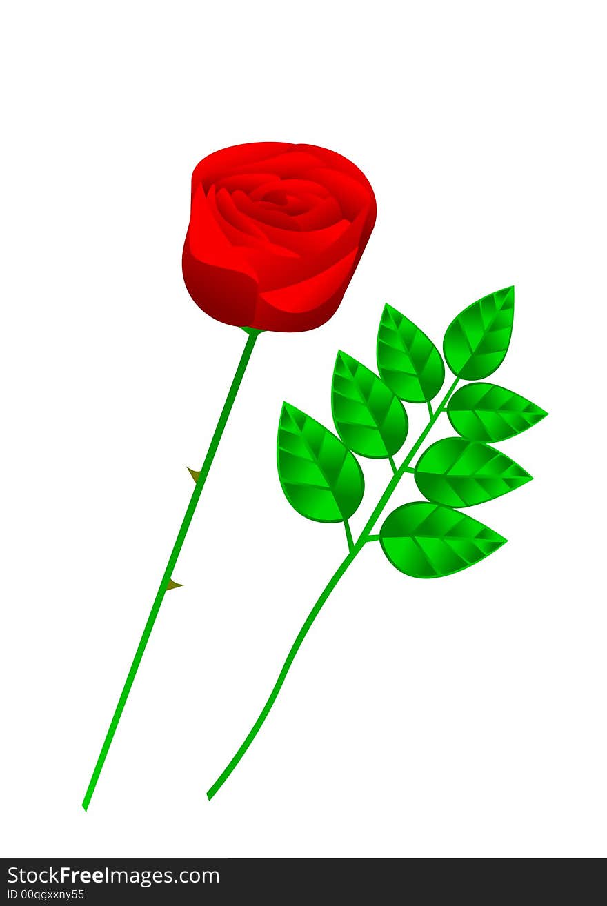 Illustration of a rose and foliage.  Also available in .