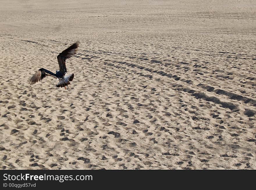 Seagull flying on beach