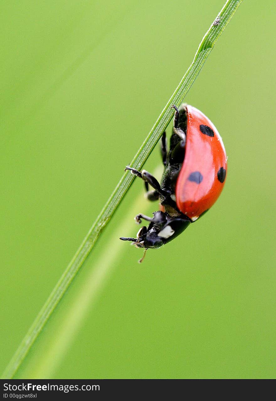 A ladybird hurries downward on a grass. A ladybird hurries downward on a grass