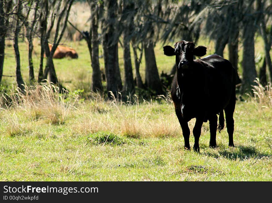 Black cow in Florida pasture. Black cow in Florida pasture