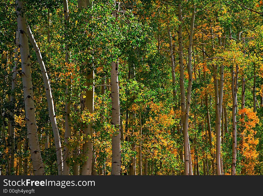 Rocky Mountain Aspens changing color in Autumn. Rocky Mountain Aspens changing color in Autumn