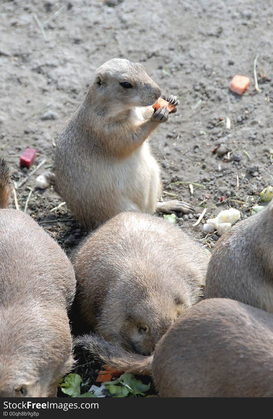 Photo of ground squirrels in the zoo. Photo of ground squirrels in the zoo