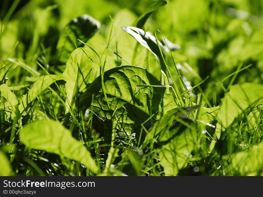 A lush grass in the sunlight