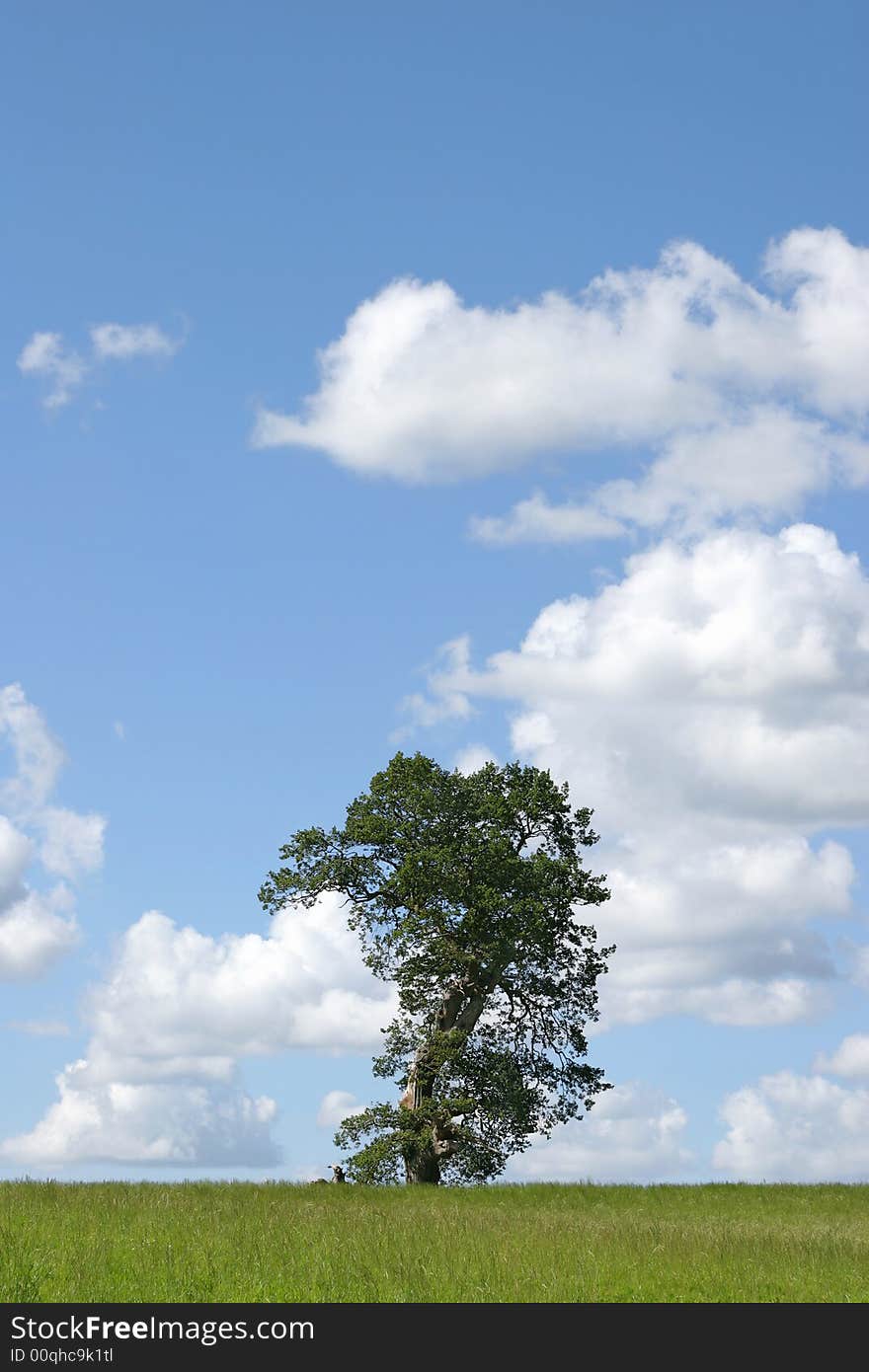 Oak tree in summer with part of the tree missing due to a lightening strike, with grass to the foreground, set against a blue sky and alto cumulus clouds.