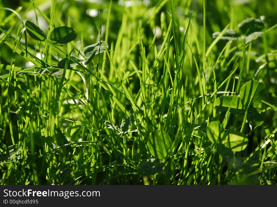 A lush grass in the sunlight