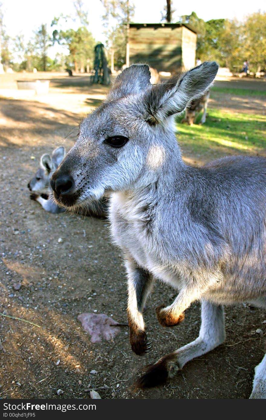 A kangaroo is a marsupial from the family Macropodidae