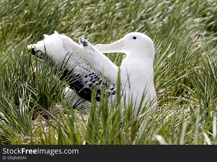 Wandering albatross sitting on nest preening wing in green tussock grass on Prion Island South Georgia. Wandering albatross sitting on nest preening wing in green tussock grass on Prion Island South Georgia