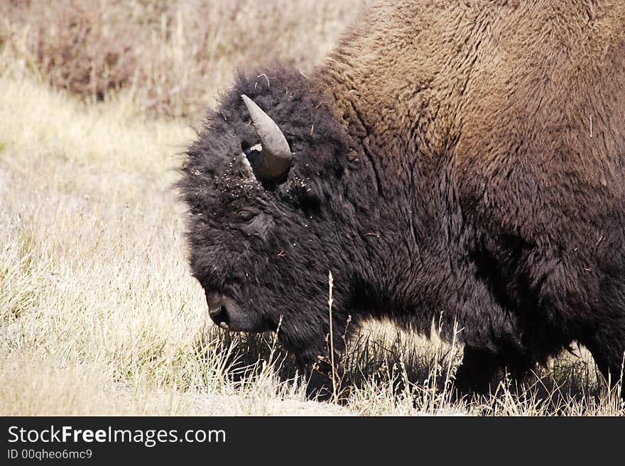 Portrait of North American bison facing left with light colored background