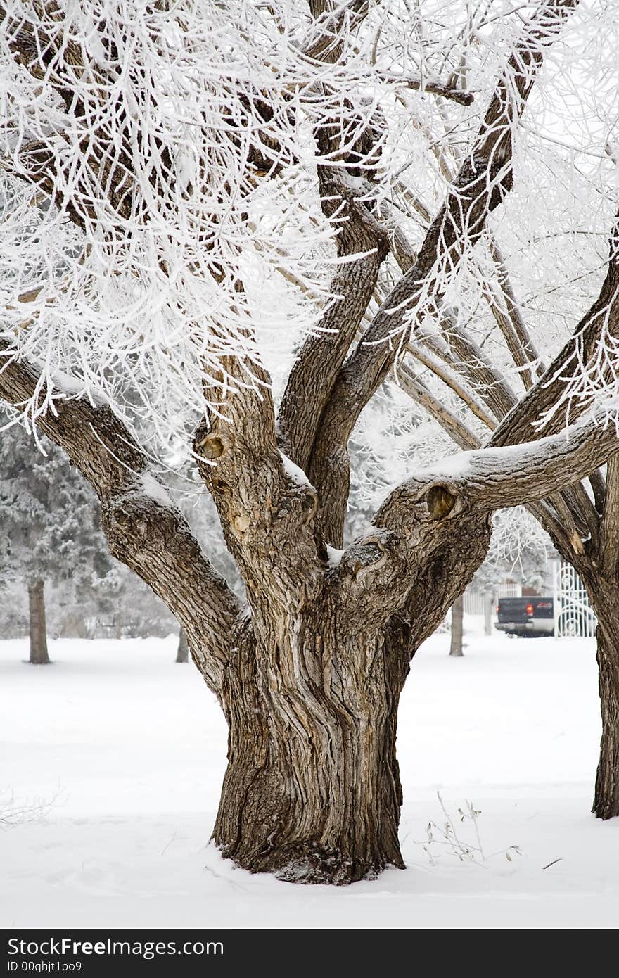 Winter Hoar Frost