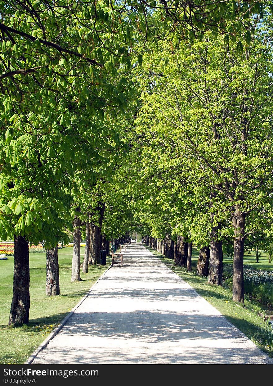 Avenue of trees