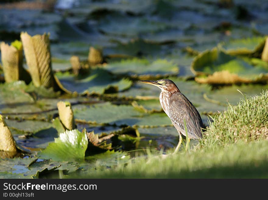 A small bird on grass