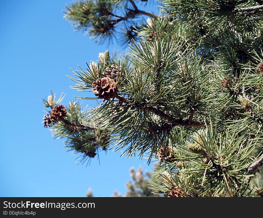 Pinecone