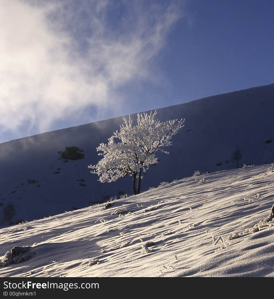 Winter mountainside with lonely frozen tree on clear sky background