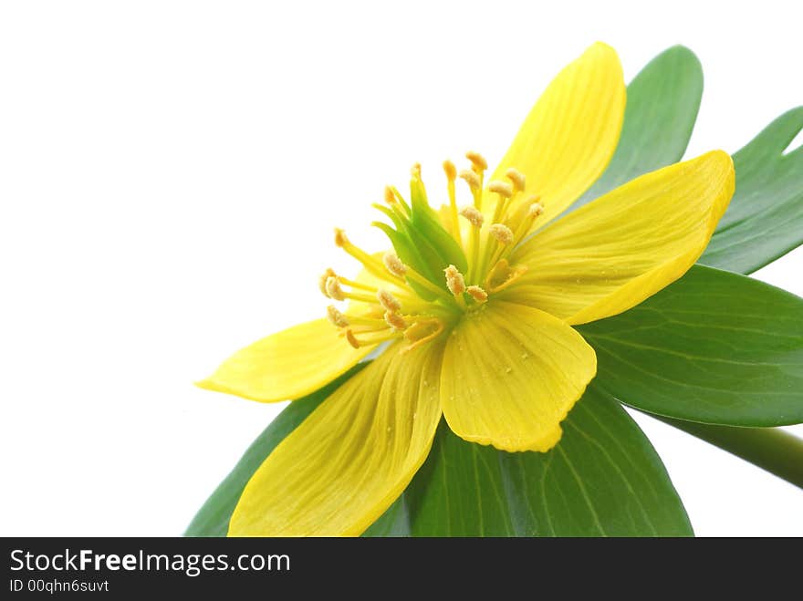 Close up image of yellow aconite flower