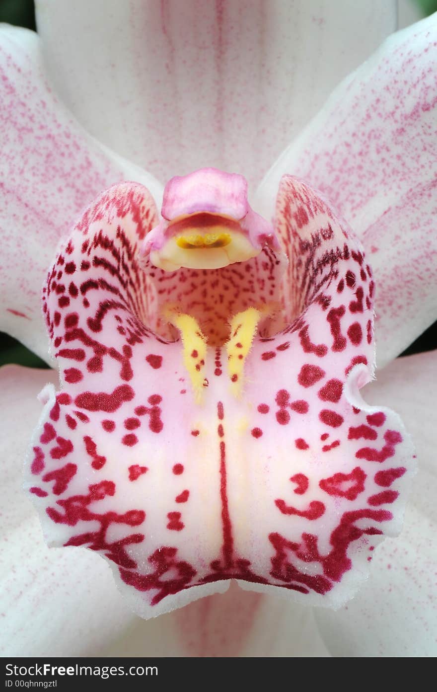 Close-up of throat of newly opened orchid with stamens filled with pollen. Close-up of throat of newly opened orchid with stamens filled with pollen