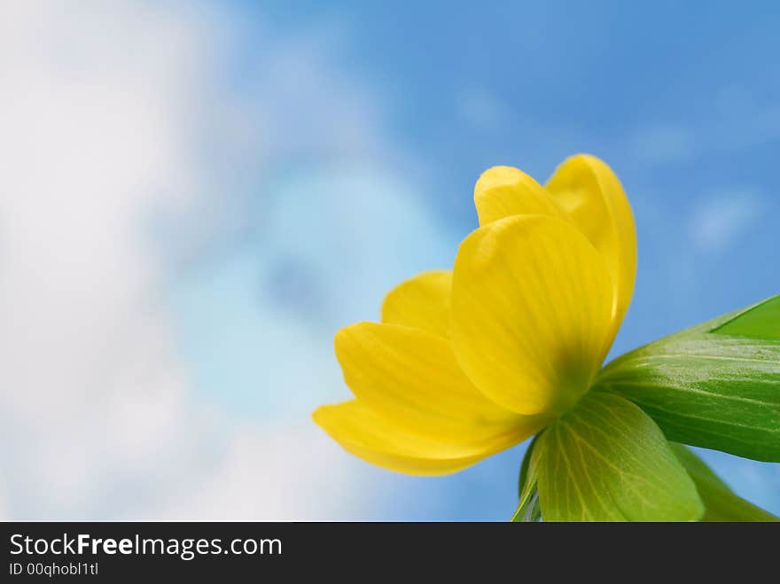 Image of aconite flower with blue background