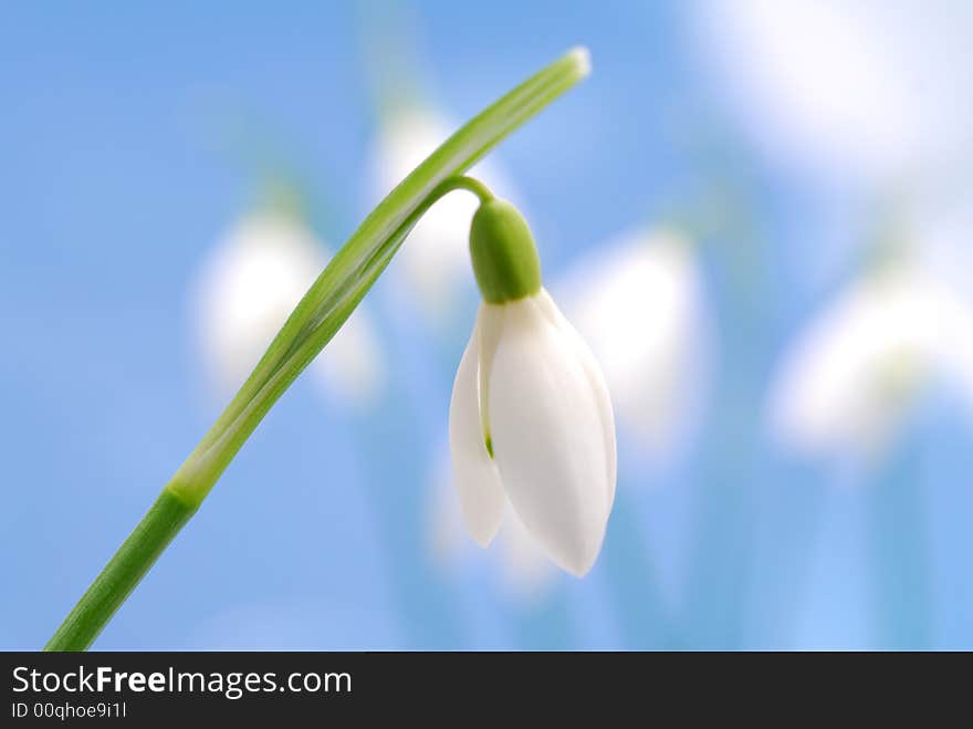 Snowdrop flower against bur background