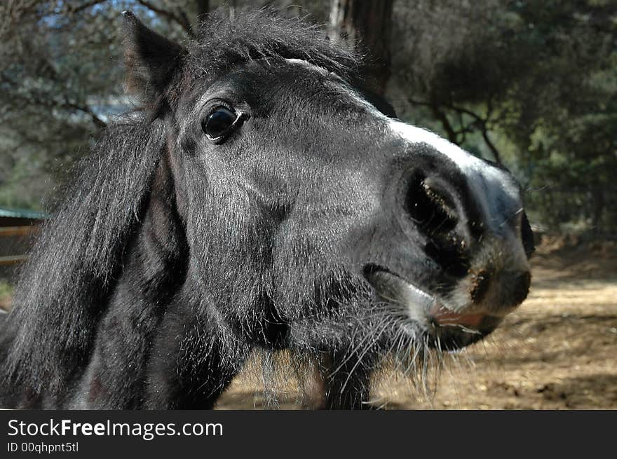 Close-up of a black pony face.