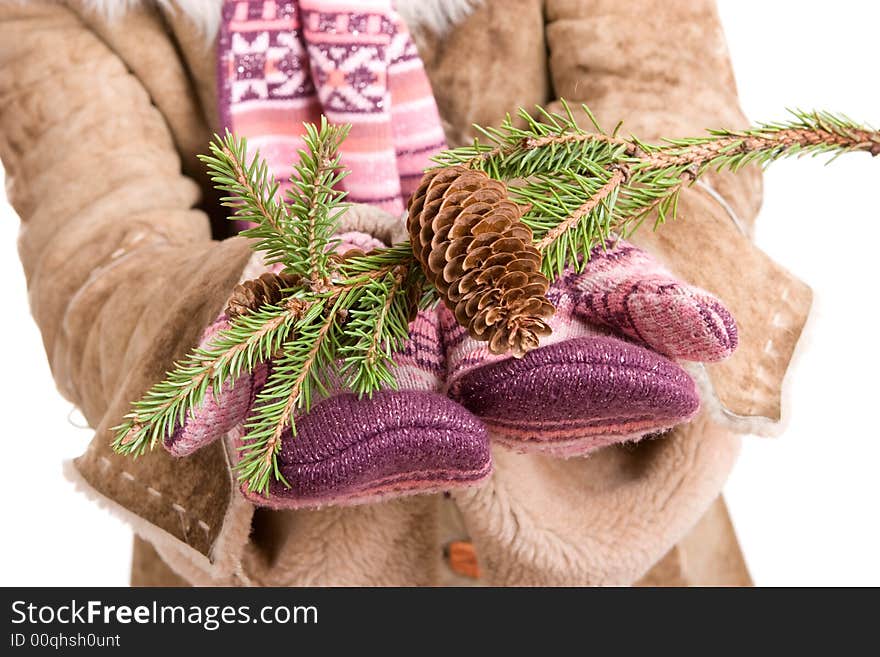 A branch of fur tree with cones