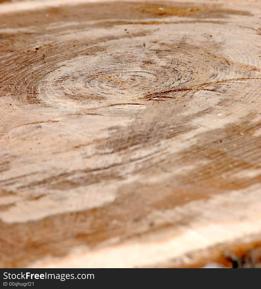 The cut tree photographed under a corner with small depth of sharpness