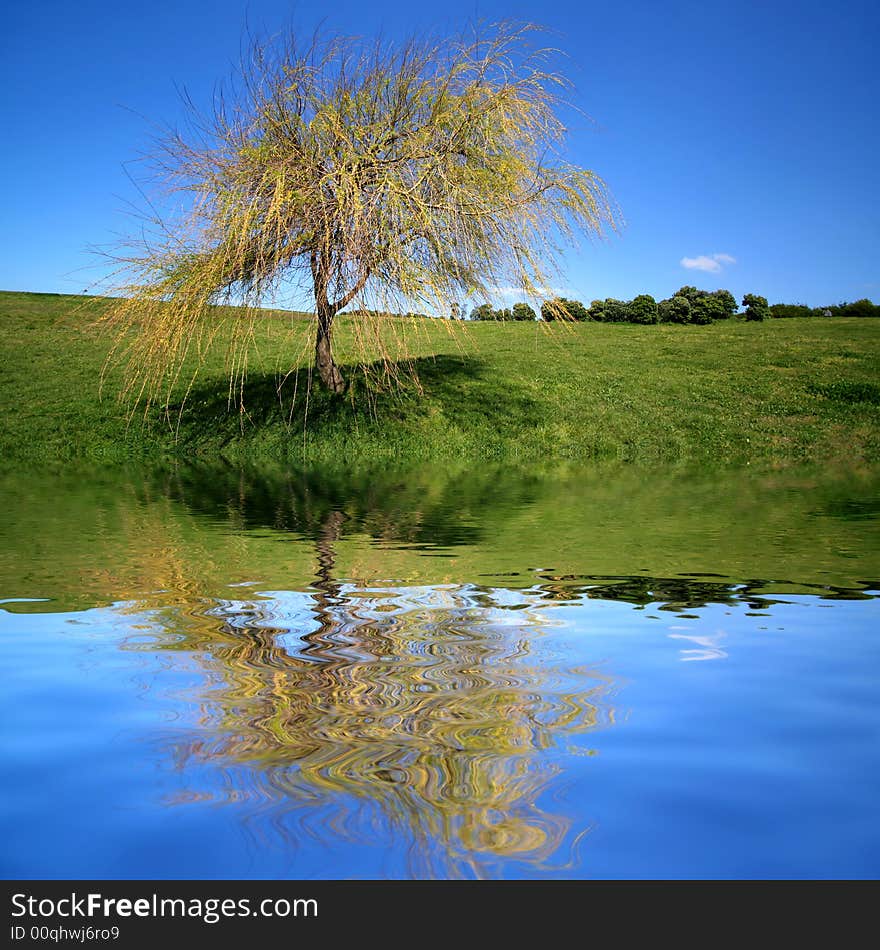 Lonely tree in park with blue sky and water reflexion. Lonely tree in park with blue sky and water reflexion