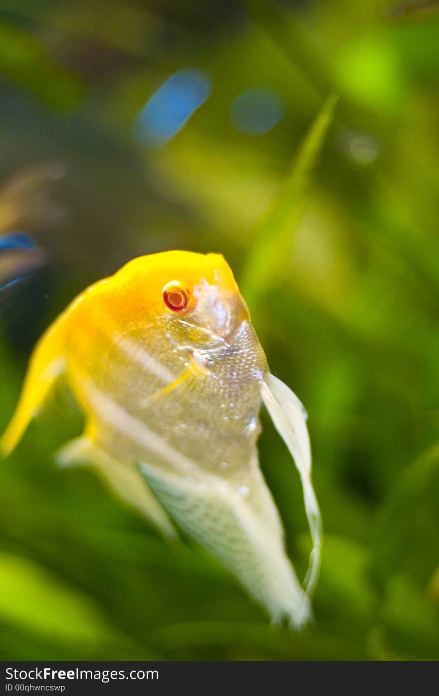 Closeup of a beautiful marine fish