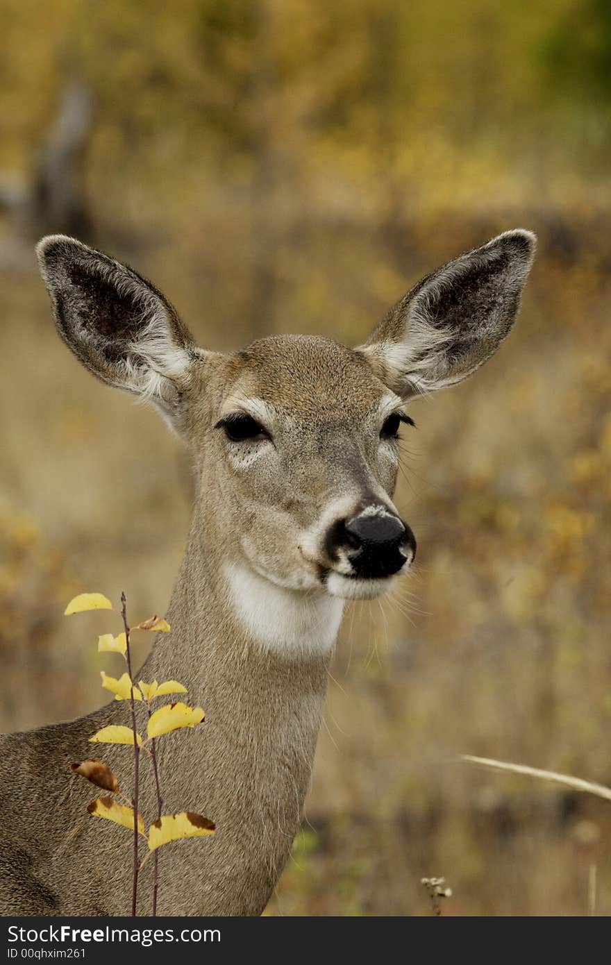 Portraint of female mule deer with light beige colored background. Portraint of female mule deer with light beige colored background