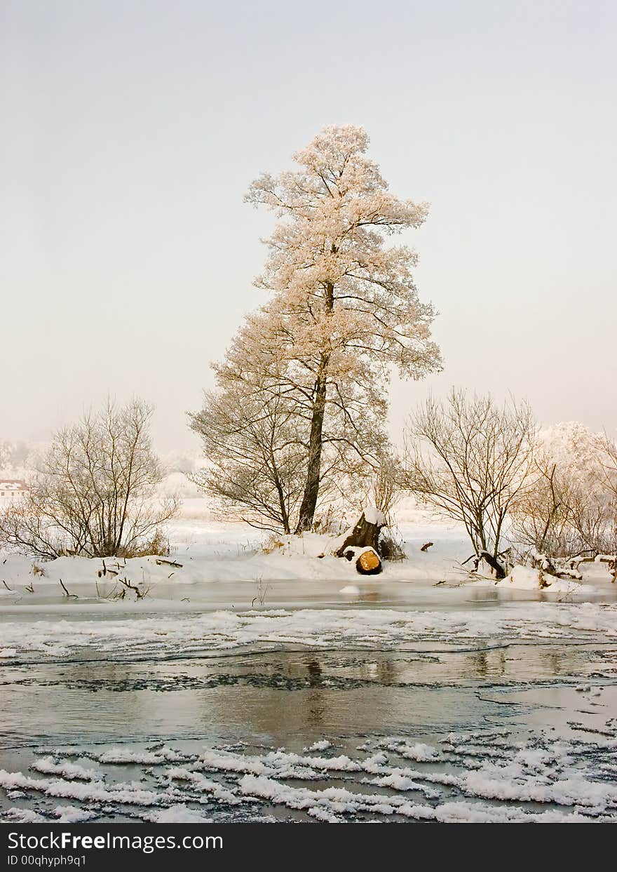 Frosted tree under river