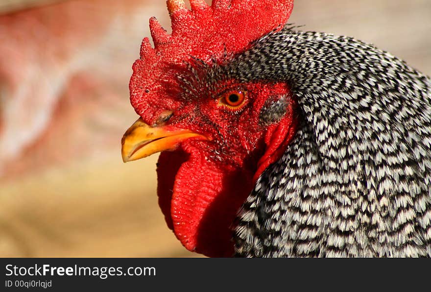 Barred Rock Rooster Closeup, Bird. Barred Rock Rooster Closeup, Bird