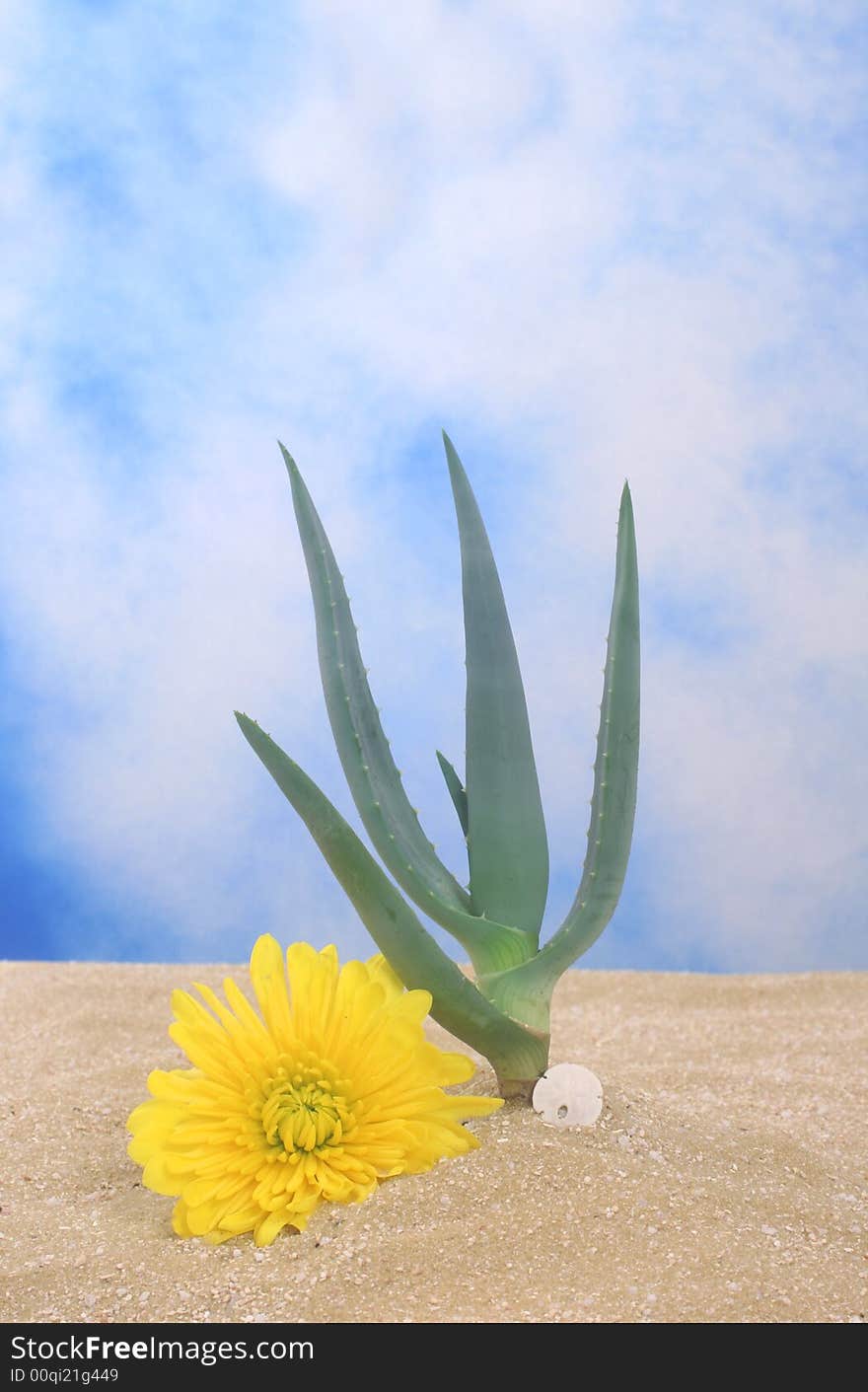 Aloe Plant in Sand with Yellow Flower and Blue Sky