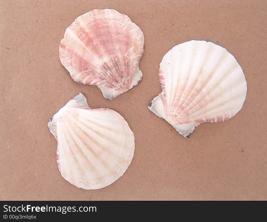 Single sea shell isolated on blue background. Single sea shell isolated on blue background