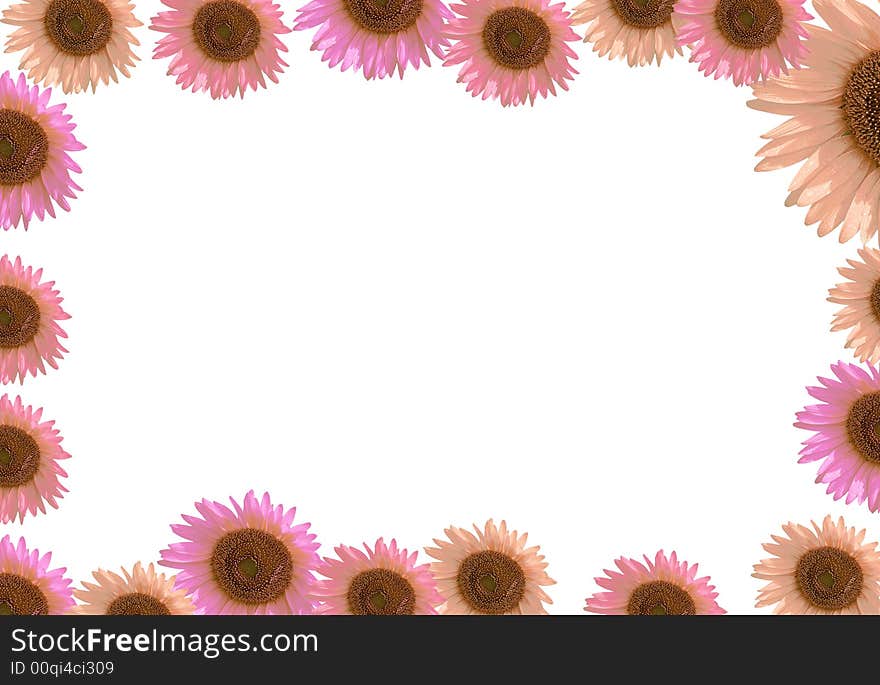 Red pink sunflower as frame border. Red pink sunflower as frame border