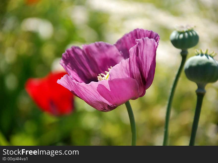 Pink flower and buds growing in a field of flowers. Pink flower and buds growing in a field of flowers