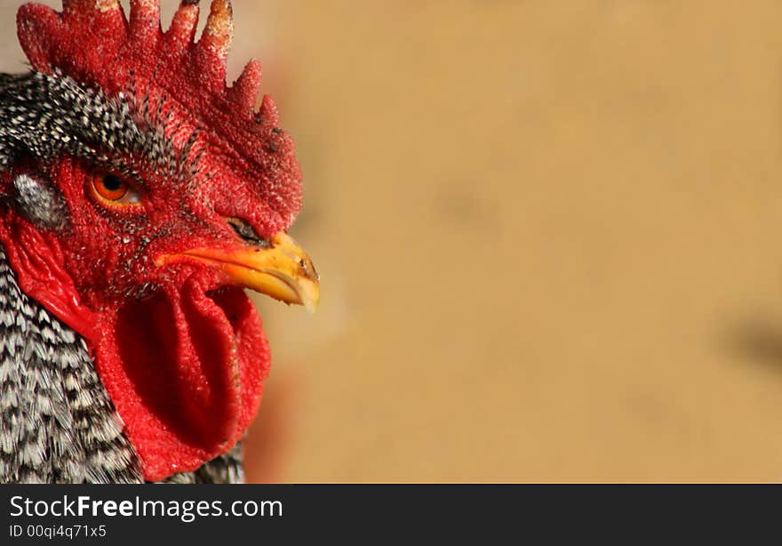 Barred Rock Rooster Closeup, Bird. Barred Rock Rooster Closeup, Bird