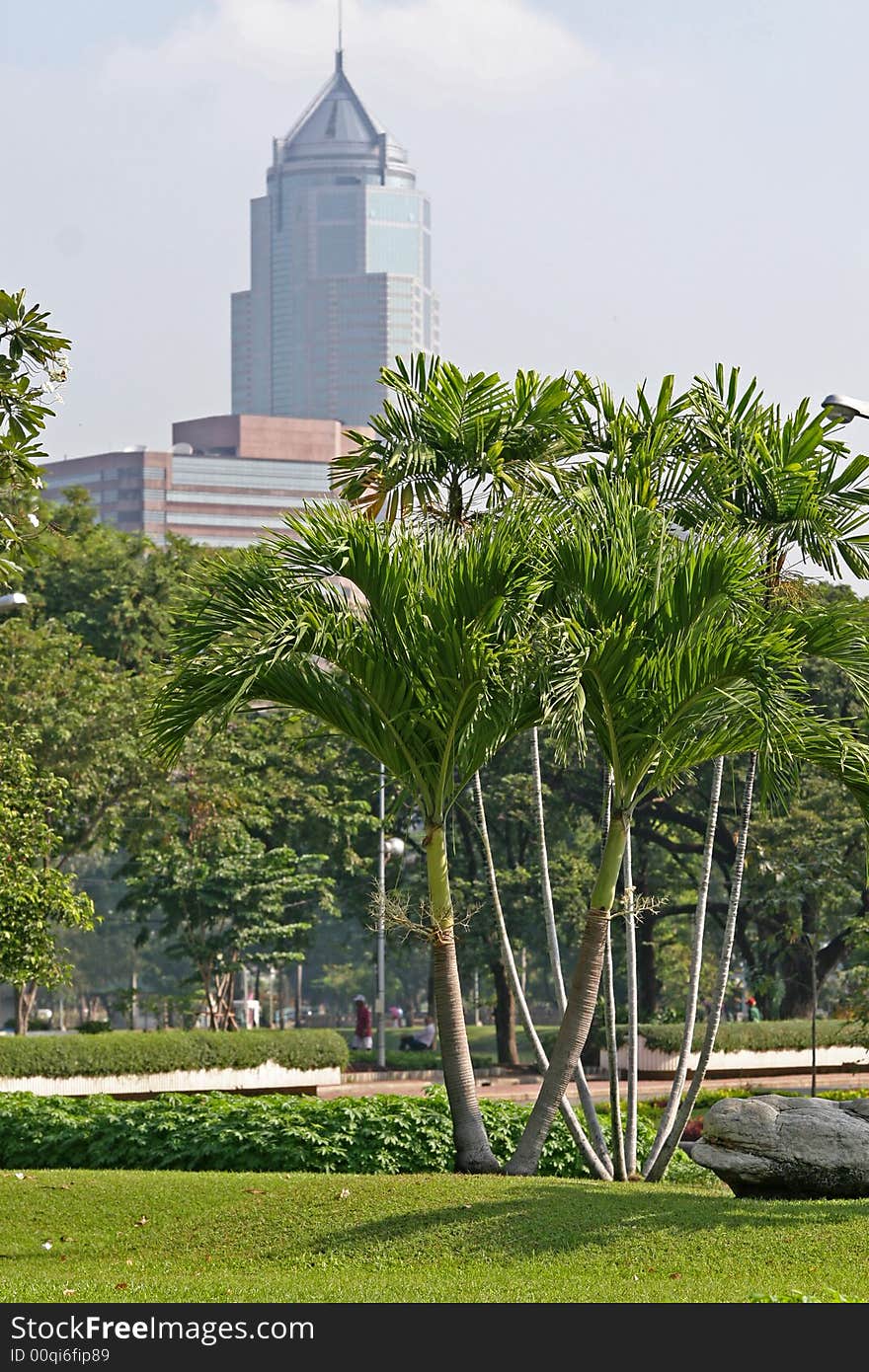 Tropical trees in a city centre park in Bangkok, with skyscraper in the background. Tropical trees in a city centre park in Bangkok, with skyscraper in the background