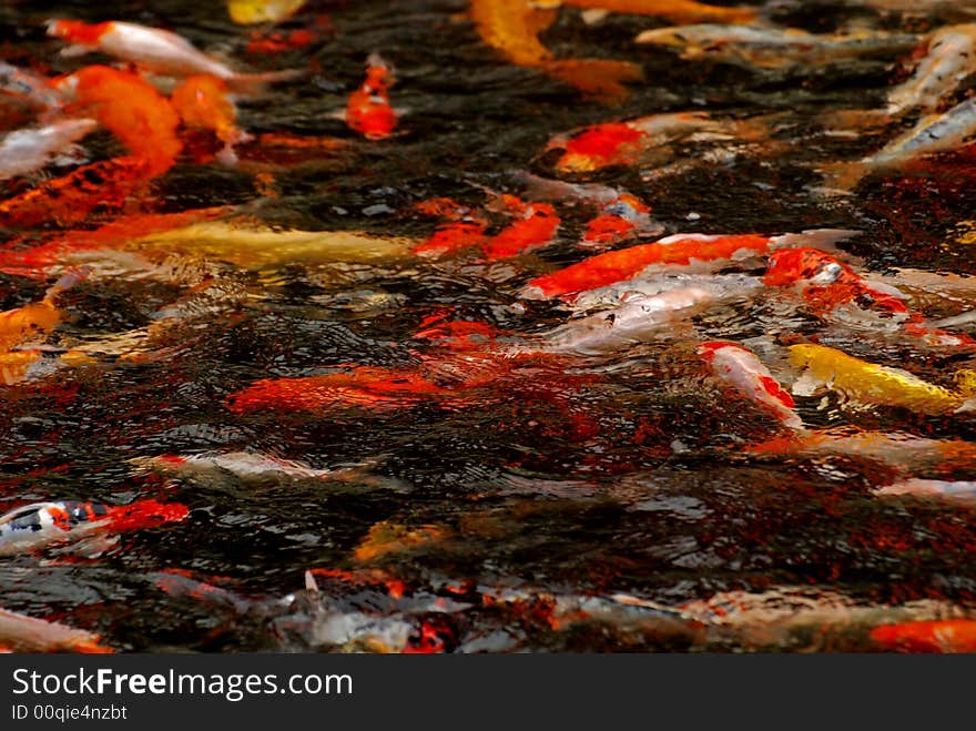 Colorful koi swimming in the gardens ponds