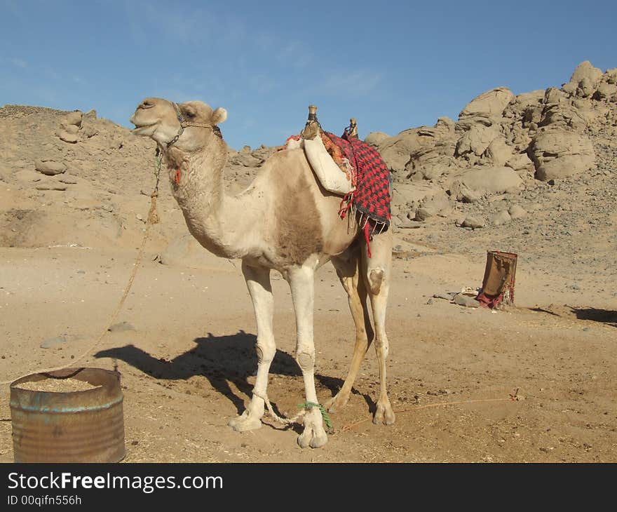 Arabian camel is in Sahara. Sun day