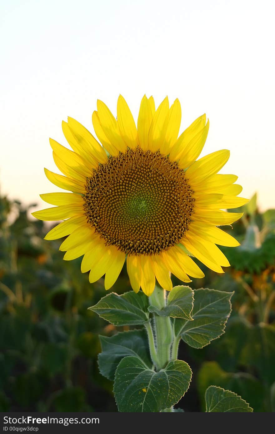 Sunflower