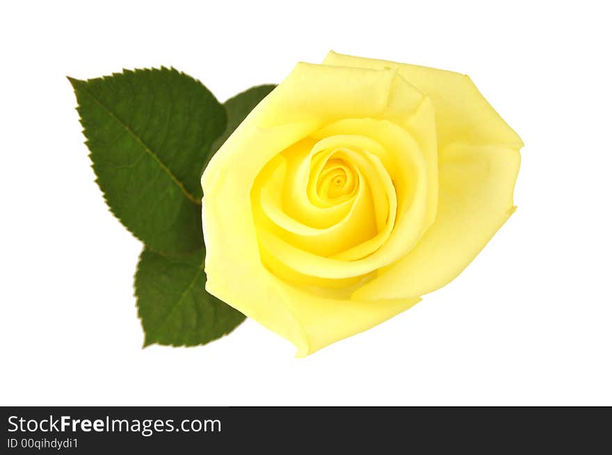 Nice yellow rose with leaf, isolated white background. Nice yellow rose with leaf, isolated white background