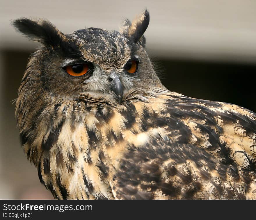 Portrait of an eagle owl