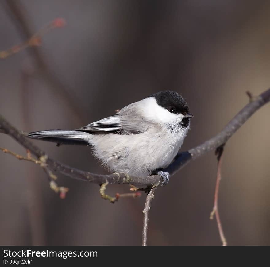 Coal Tit ( Periparus ater )