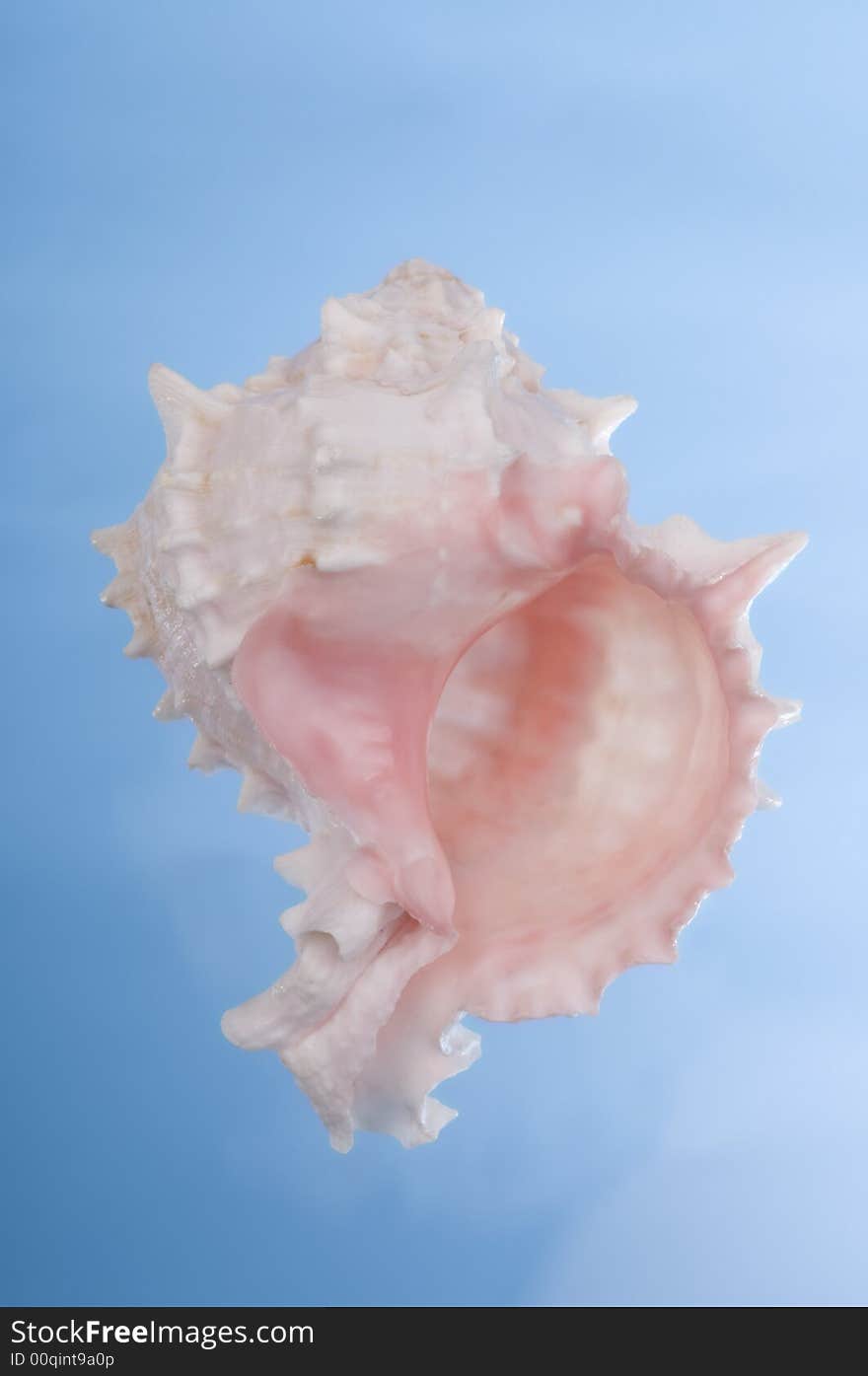 Beautiful pink sea shell on a white background.