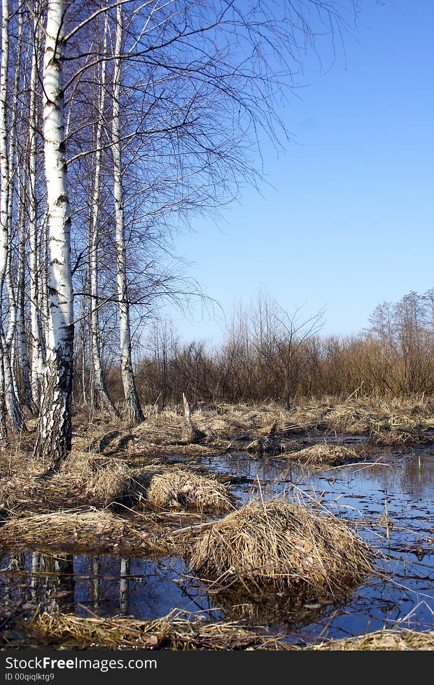 Birch grove on the lake bank.