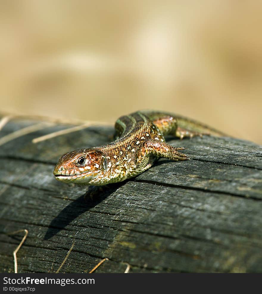 Lizard. Russian preserve, Voronezh area.