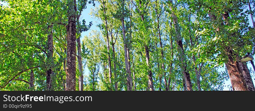 Portugal, Ponte da barca: vegetation, poplars